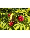 Бузина Plumosa Aurea съедобные красные ягоды